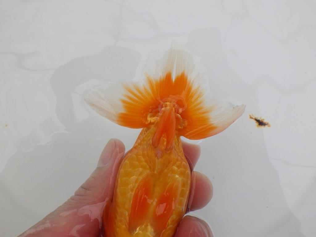【全国大会西大関獲得ブリーダー 】種にもお勧め当歳らんちゅう約13㎝メス?