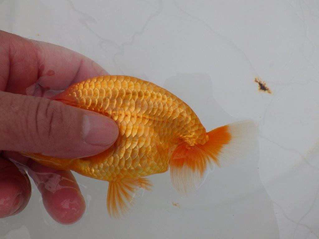 【全国大会西大関獲得ブリーダー 】種にもお勧め当歳らんちゅう約13㎝メス?
