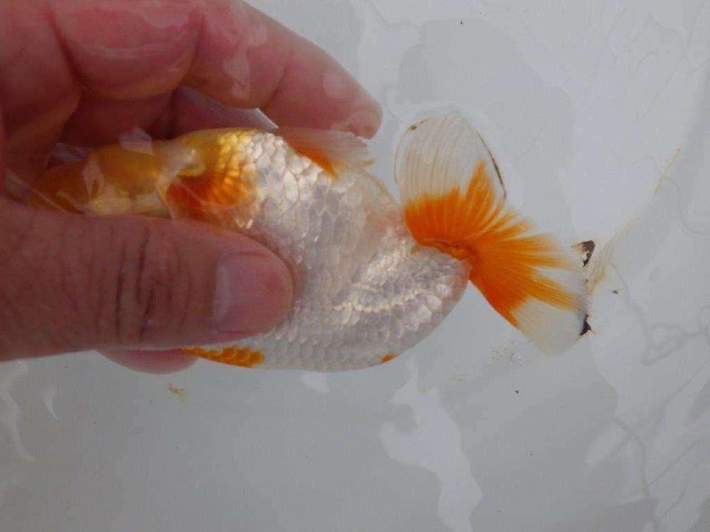【全国大会西大関獲得ブリーダー 】メリハリの利いた柄でお勧め当歳らんちゅう約13㎝オス?