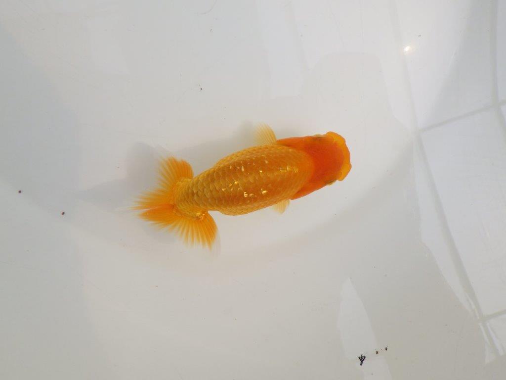 【逸品当歳らんちゅう】種にもお勧めのらんちゅう　約12,5ｃｍ前後　オス？