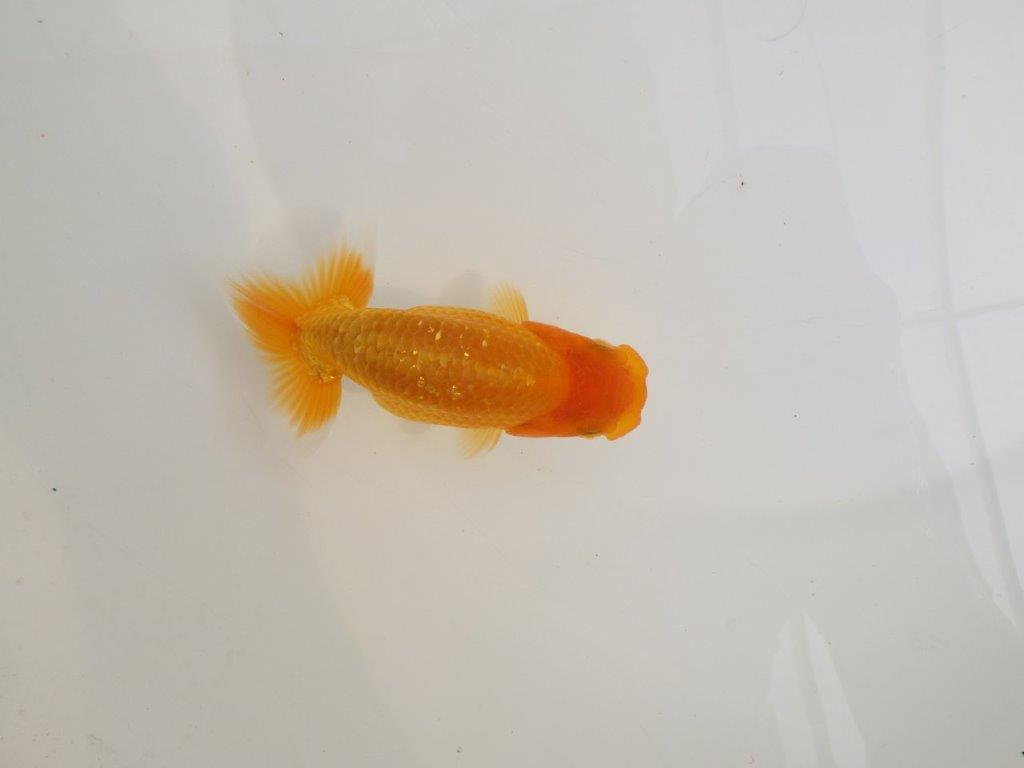【逸品当歳らんちゅう】種にもお勧めのらんちゅう　約12,5ｃｍ前後　オス？