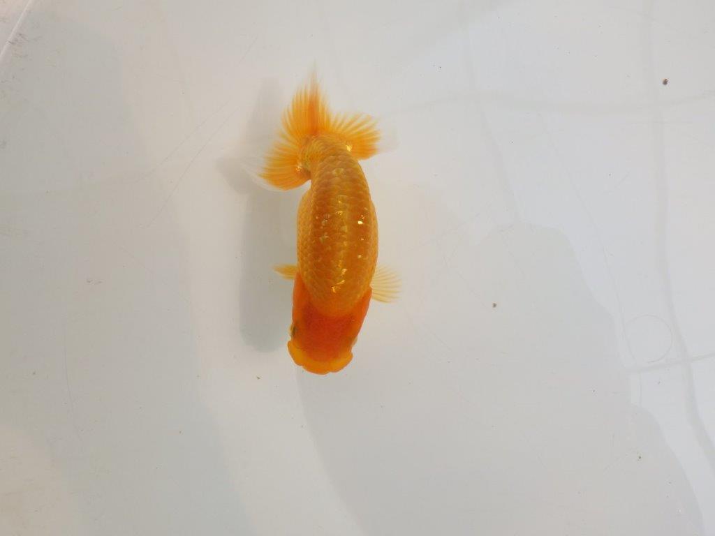 【逸品当歳らんちゅう】種にもお勧めのらんちゅう　約12,5ｃｍ前後　オス？
