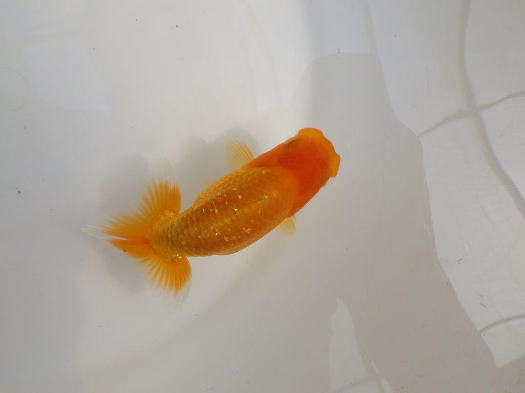 【逸品当歳らんちゅう】種にもお勧めのらんちゅう　約12,5ｃｍ前後　オス？