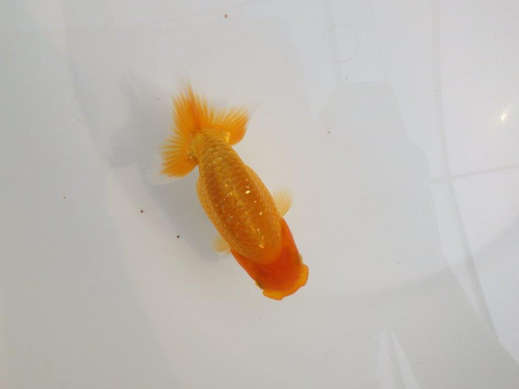 【逸品当歳らんちゅう】種にもお勧めのらんちゅう　約12,5ｃｍ前後　オス？