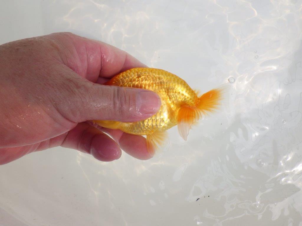 【逸品当歳らんちゅう】種にもお勧めのらんちゅう　約12,5ｃｍ前後　オス？