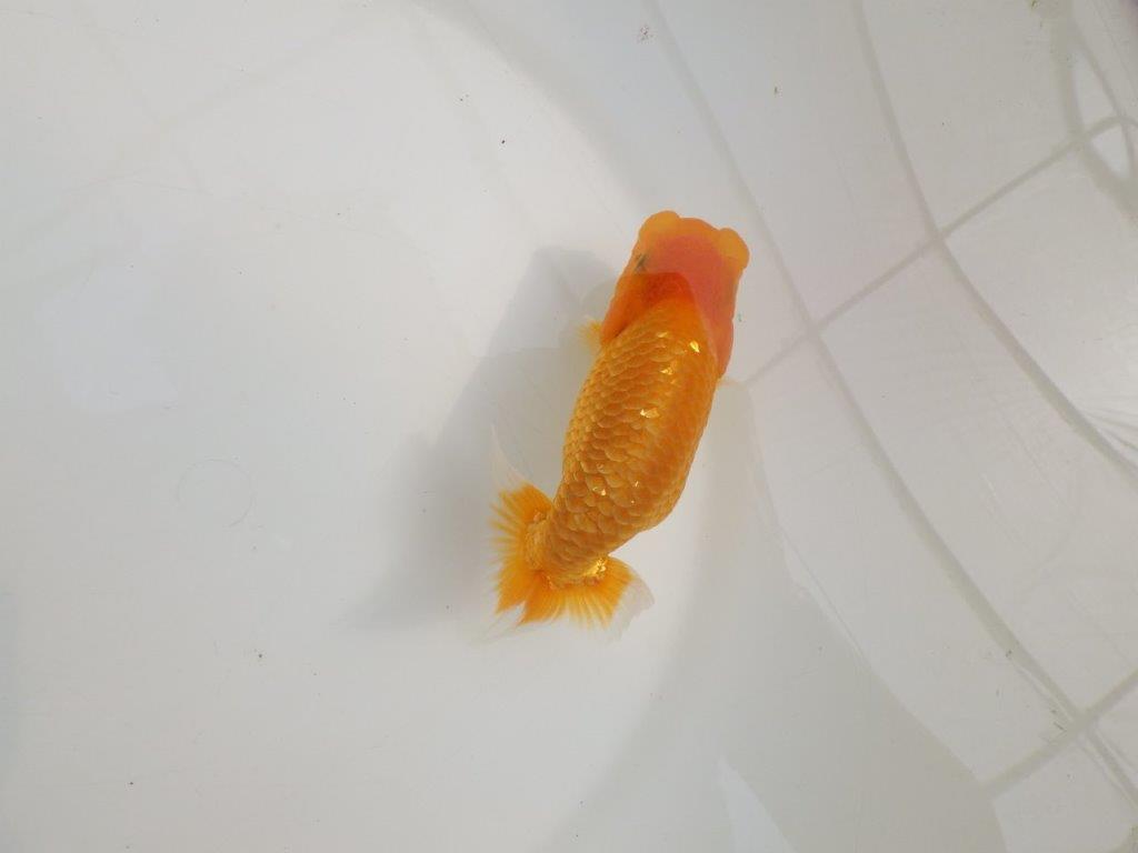 【逸品当歳らんちゅう】頭と尾に魅力ありのらんちゅう　約13,5ｃｍ前後　メス？