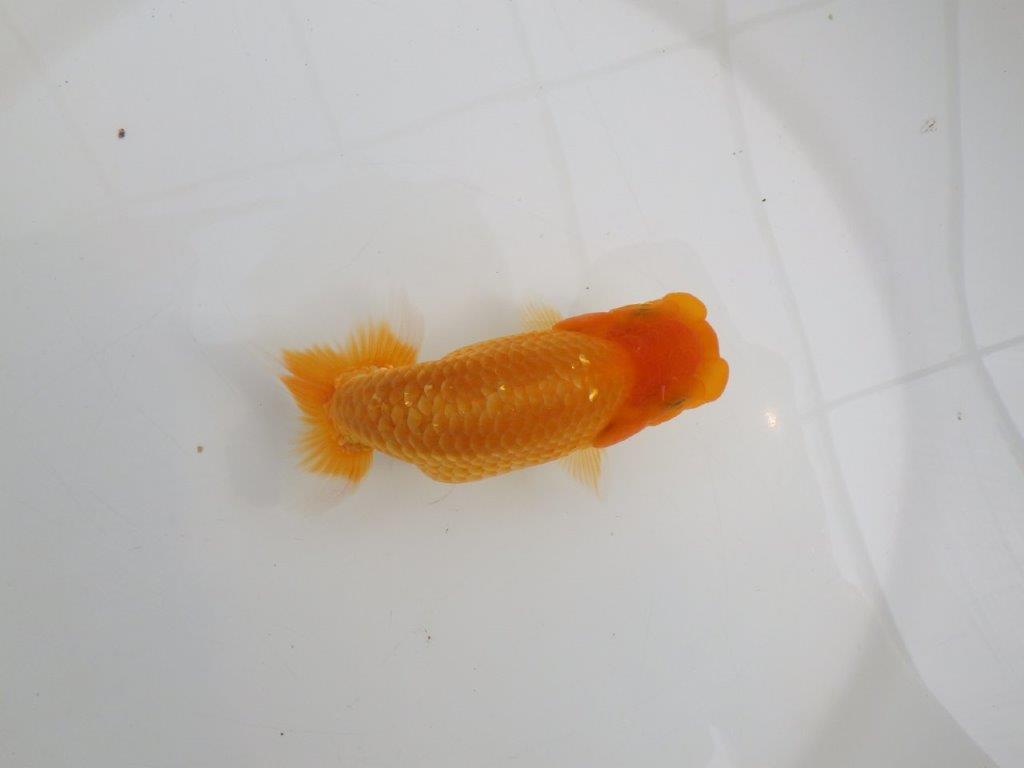 【逸品当歳らんちゅう】頭と尾に魅力ありのらんちゅう　約13,5ｃｍ前後　メス？
