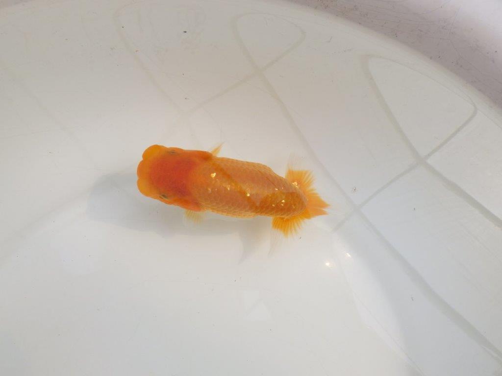 【逸品当歳らんちゅう】頭と尾に魅力ありのらんちゅう　約13,5ｃｍ前後　メス？