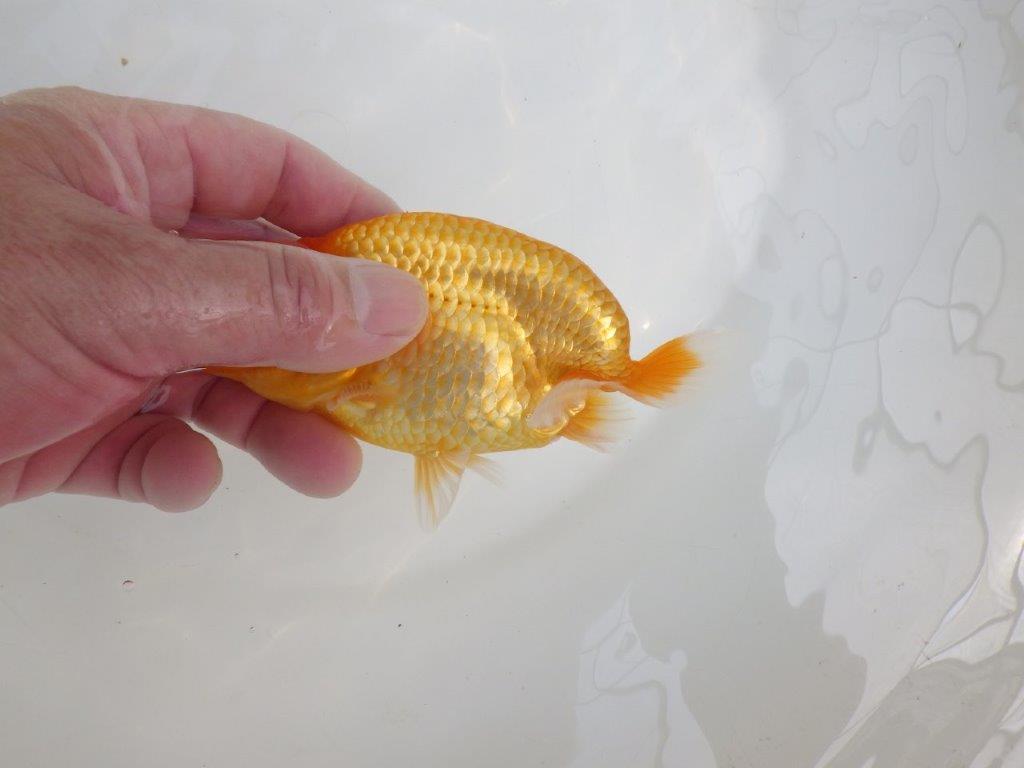 【逸品当歳らんちゅう】頭と尾に魅力ありのらんちゅう　約13,5ｃｍ前後　メス？