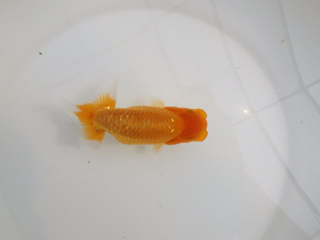 【逸品当歳らんちゅう】頭と尾に魅力ありのらんちゅう　約13,5ｃｍ前後　メス？