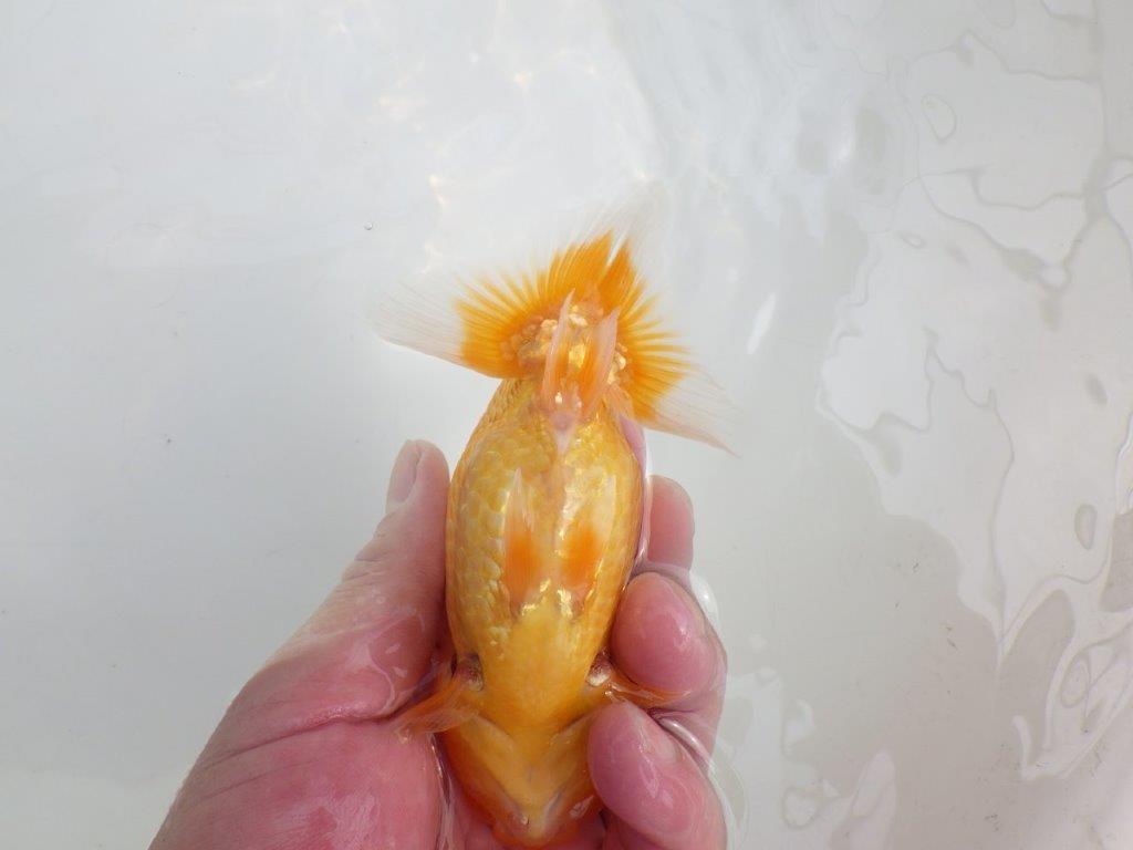 【逸品当歳らんちゅう】頭と尾に魅力ありのらんちゅう　約13,5ｃｍ前後　メス？