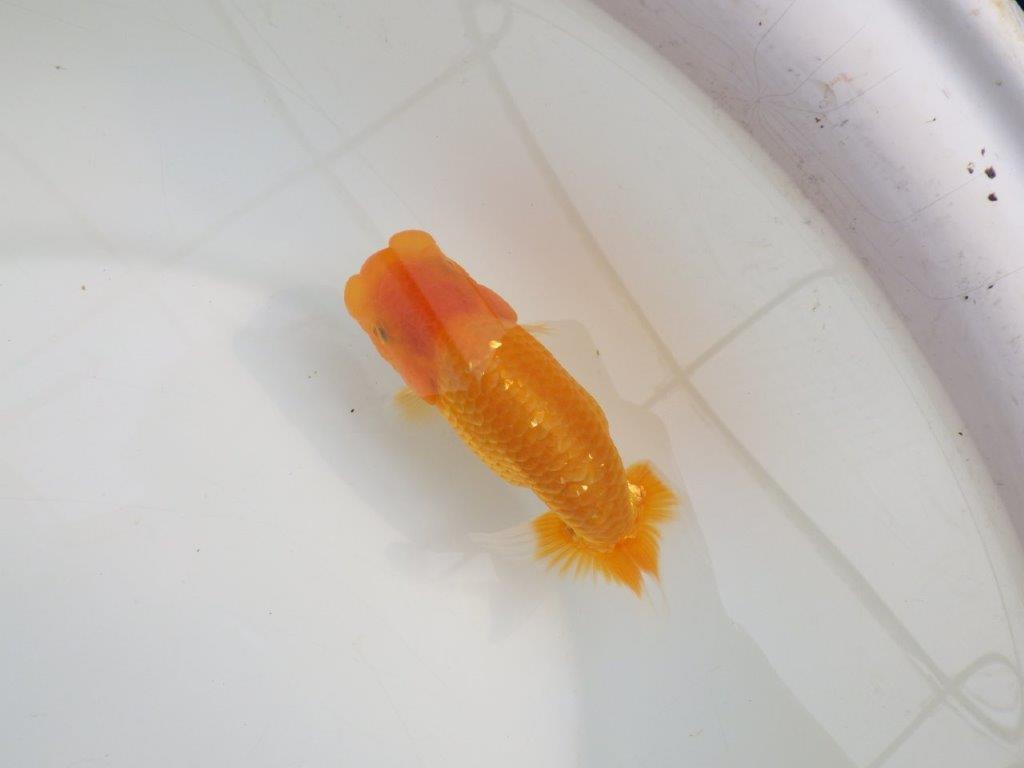 【逸品当歳らんちゅう】頭と尾に魅力ありのらんちゅう　約13,5ｃｍ前後　メス？の上身