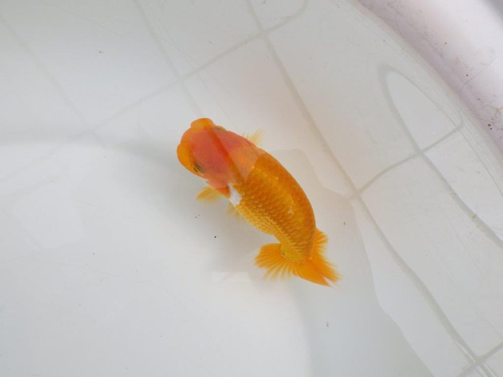 【逸品当歳らんちゅう】背なりが美しいらんちゅう　約12ｃｍ前後　オス？