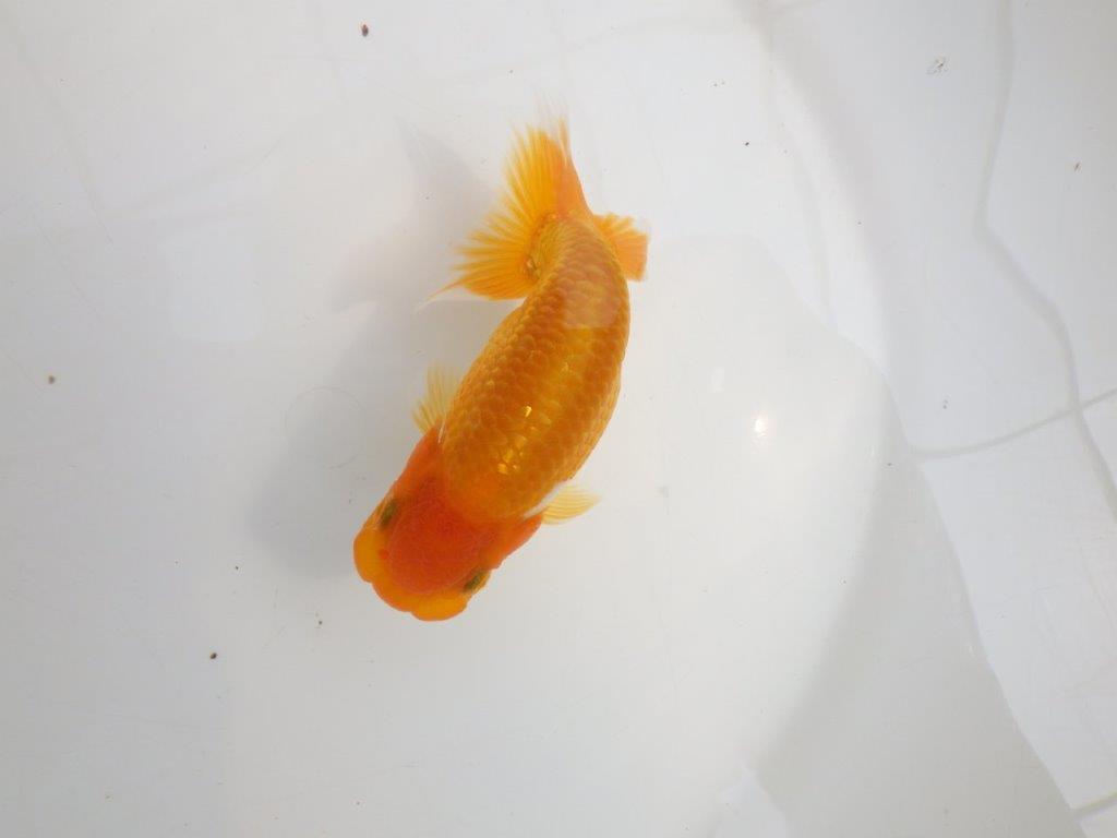 【逸品当歳らんちゅう】背なりが美しいらんちゅう　約12ｃｍ前後　オス？