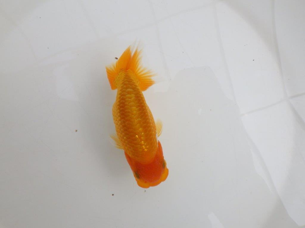 【逸品当歳らんちゅう】背なりが美しいらんちゅう　約12ｃｍ前後　オス？