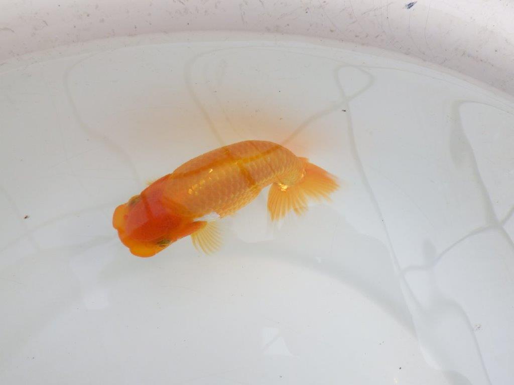 【逸品当歳らんちゅう】背なりが美しいらんちゅう　約12ｃｍ前後　オス？