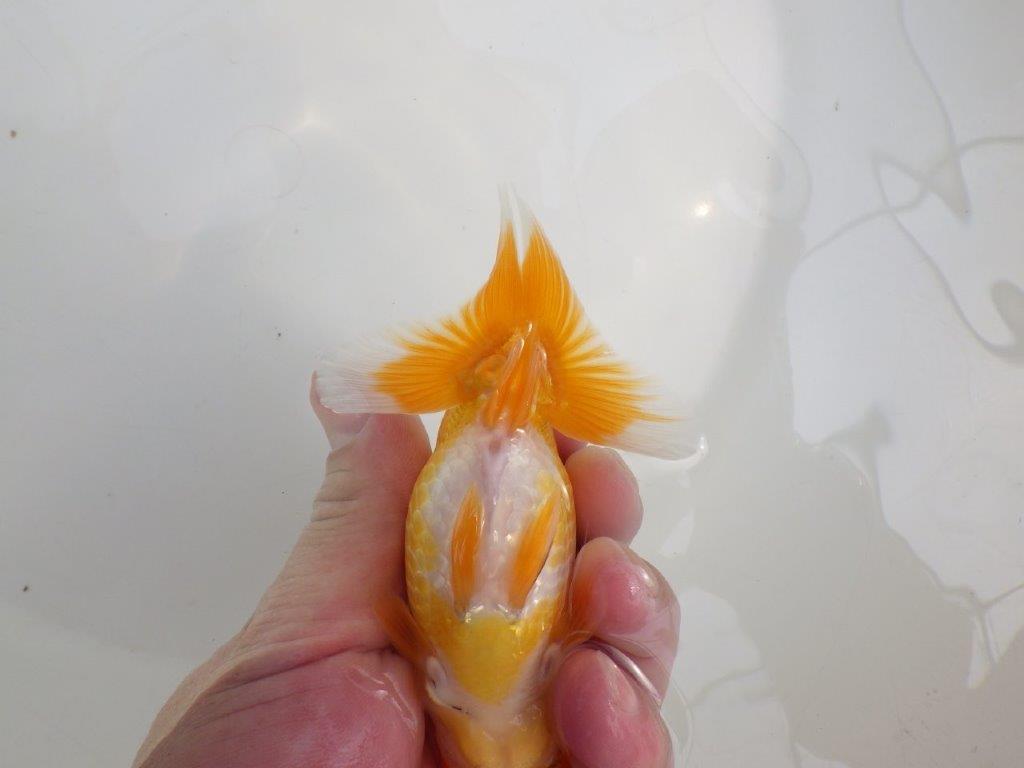 【逸品当歳らんちゅう】背なりが美しいらんちゅう　約12ｃｍ前後　オス？