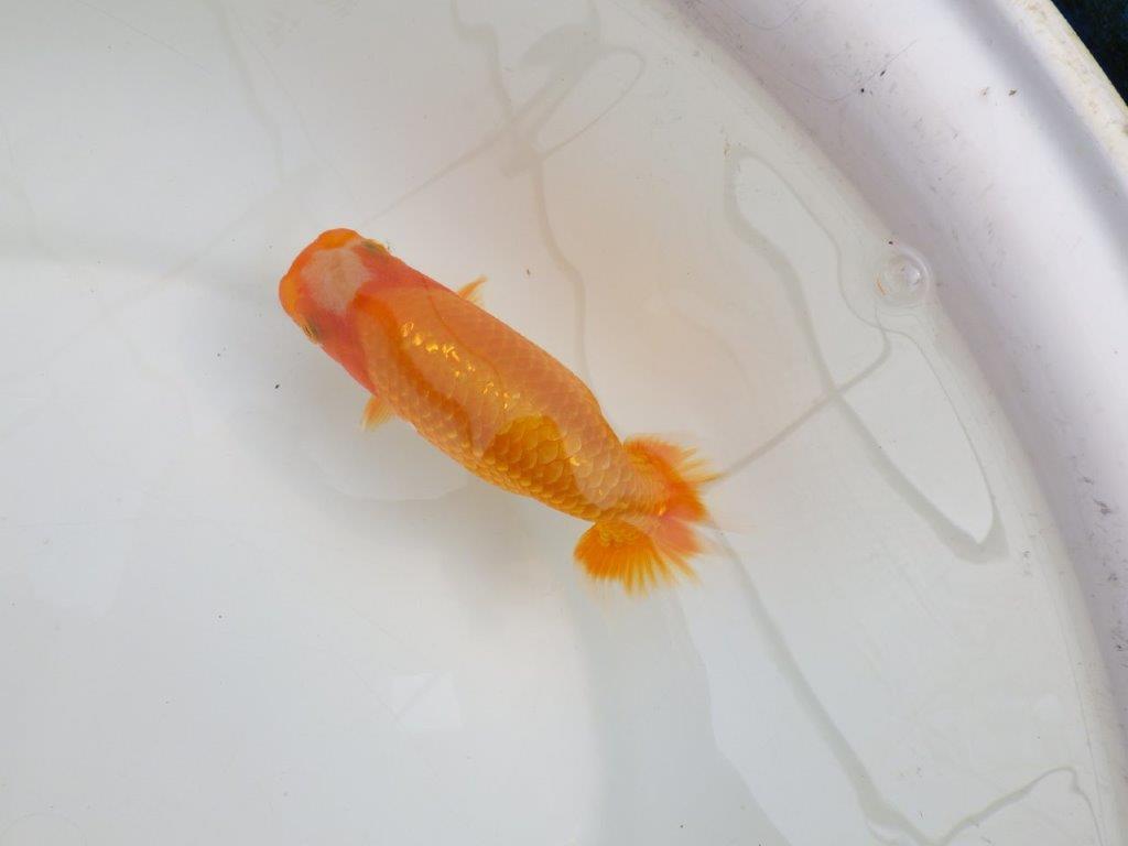 【逸品当歳らんちゅう】尾構えが良く上見が映えるらんちゅう　約15ｃｍ前後