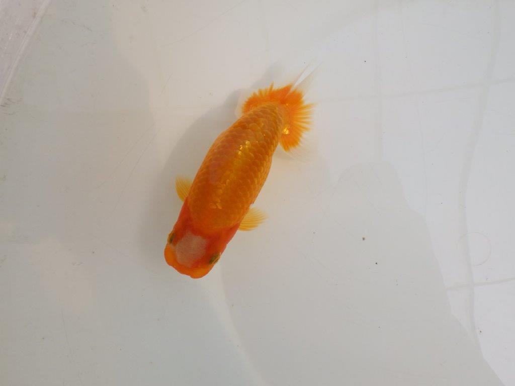【逸品当歳らんちゅう】尾構えが良く上見が映えるらんちゅう　約15ｃｍ前後の上身