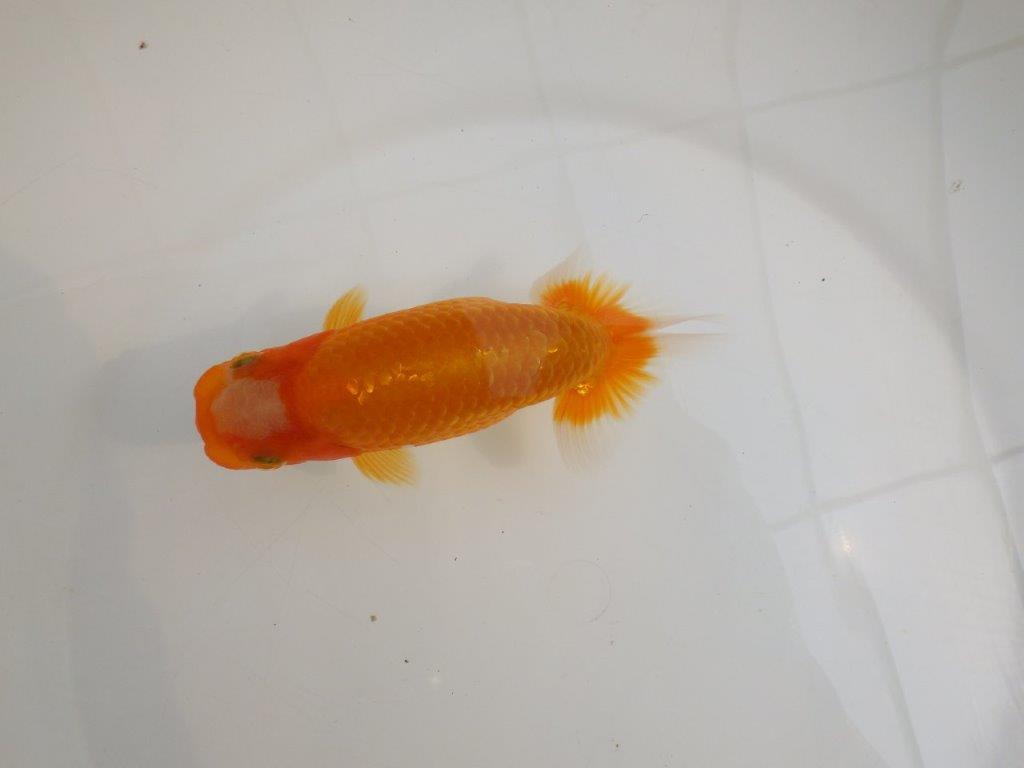 【逸品当歳らんちゅう】尾構えが良く上見が映えるらんちゅう　約15ｃｍ前後