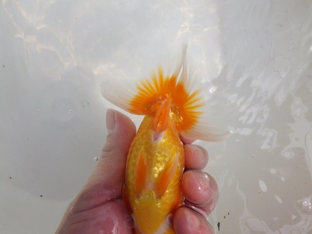 【逸品当歳らんちゅう】尾構えが良く上見が映えるらんちゅう　約15ｃｍ前後