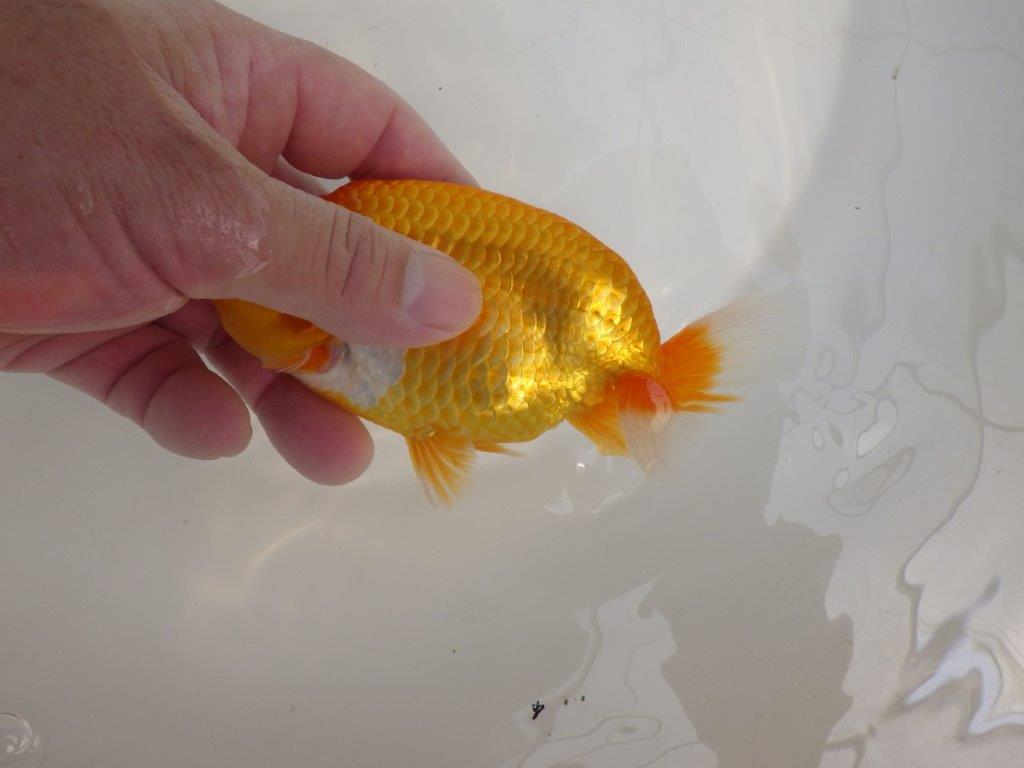 【逸品当歳らんちゅう】尾構えが良く上見が映えるらんちゅう　約15ｃｍ前後