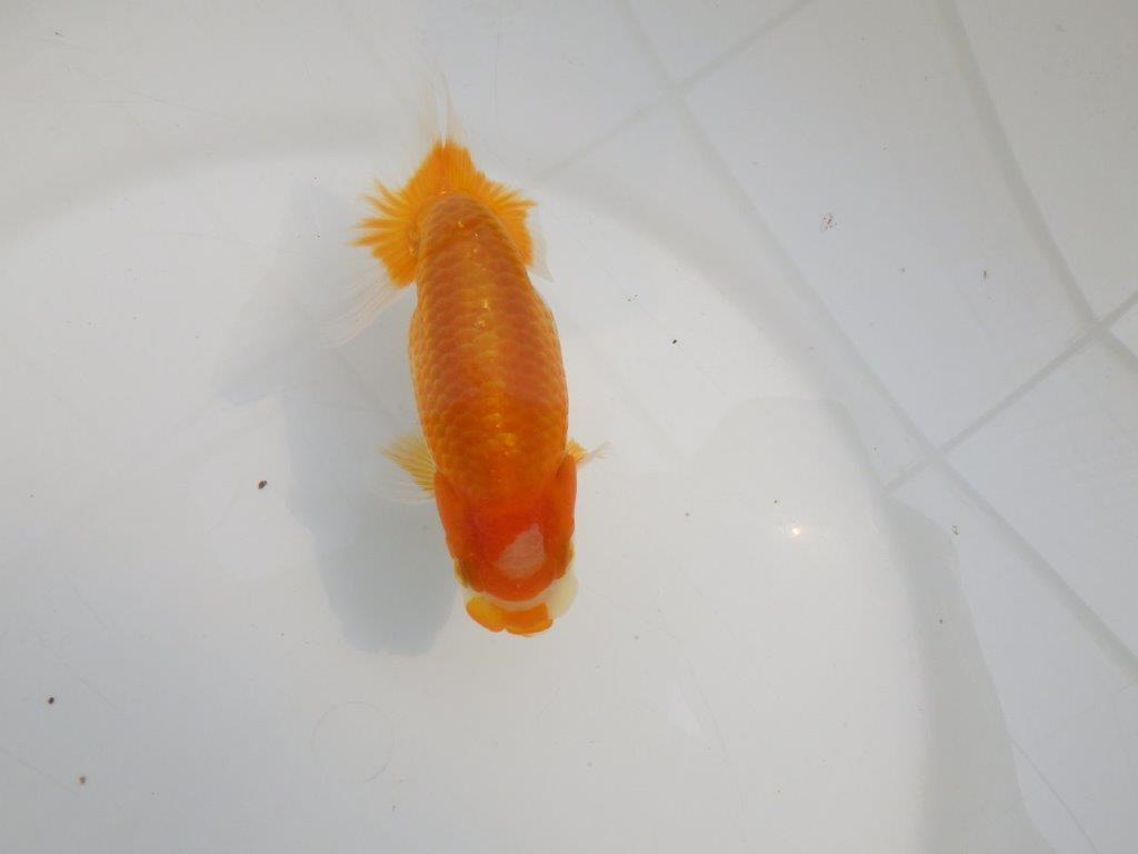 【逸品当歳らんちゅう】飼い込みお勧めらんちゅう　約12,5ｃｍ前後の上身