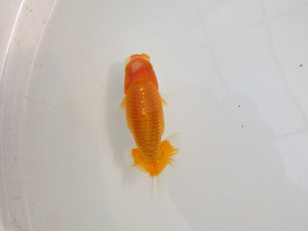 【逸品当歳らんちゅう】飼い込みお勧めらんちゅう　約12,5ｃｍ前後