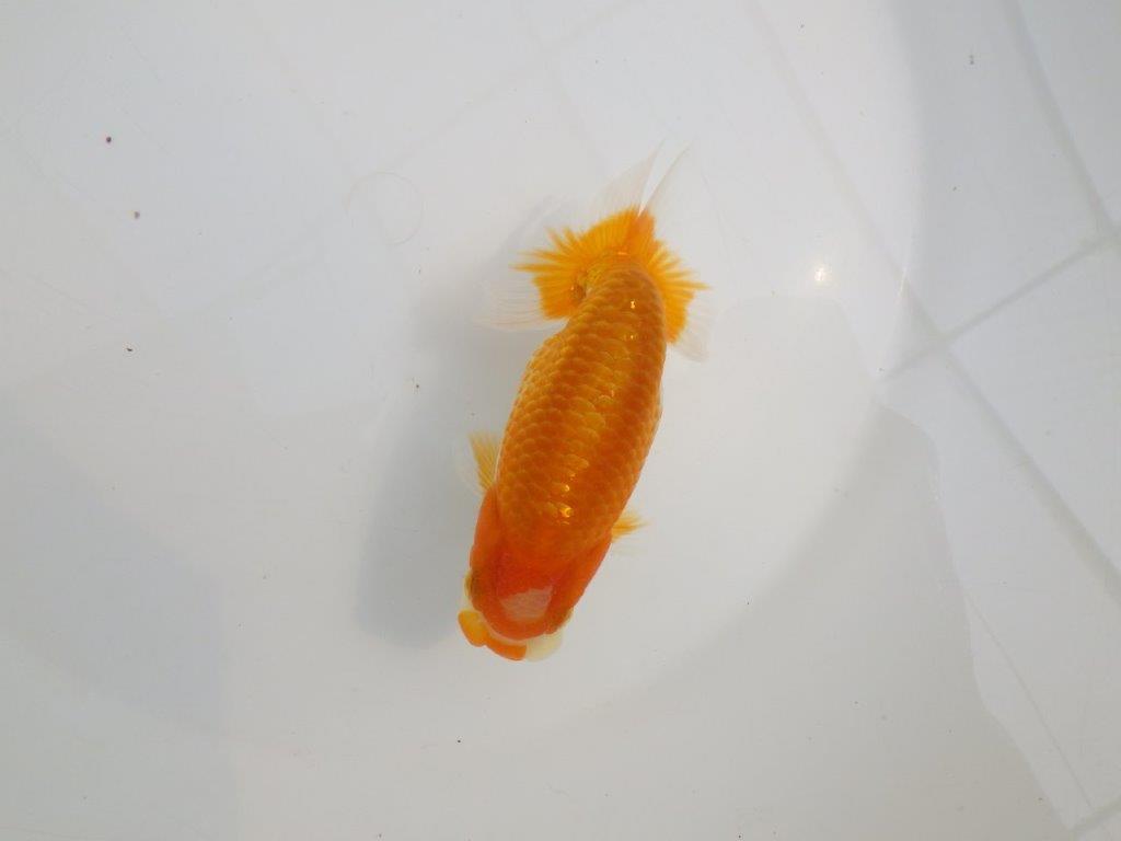 【逸品当歳らんちゅう】飼い込みお勧めらんちゅう　約12,5ｃｍ前後
