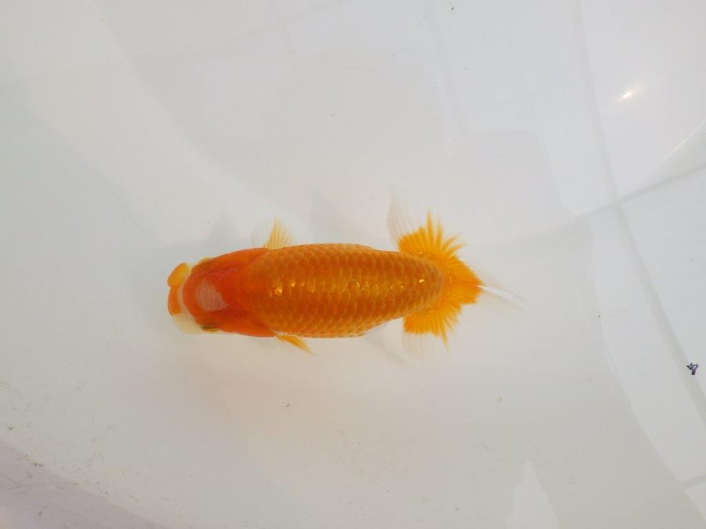 【逸品当歳らんちゅう】飼い込みお勧めらんちゅう　約12,5ｃｍ前後