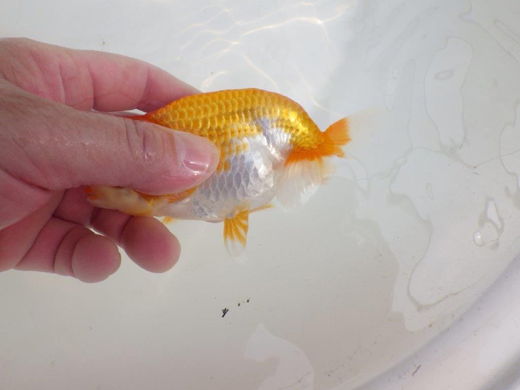 【逸品当歳らんちゅう】飼い込みお勧めらんちゅう　約12,5ｃｍ前後