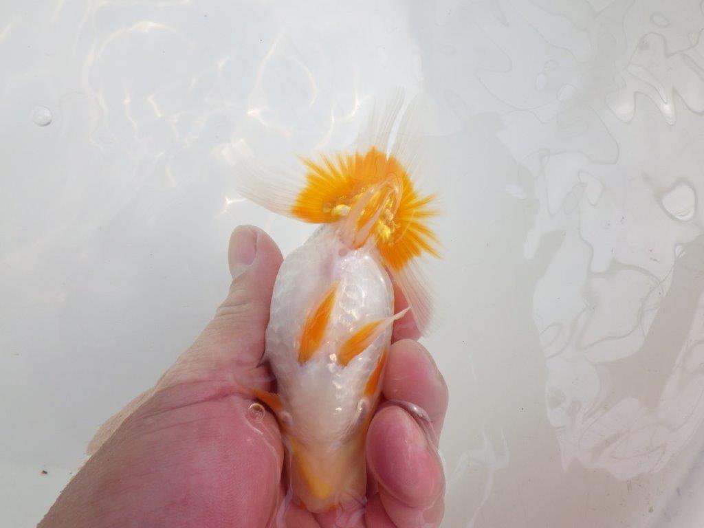 【逸品当歳らんちゅう】飼い込みお勧めらんちゅう　約12,5ｃｍ前後