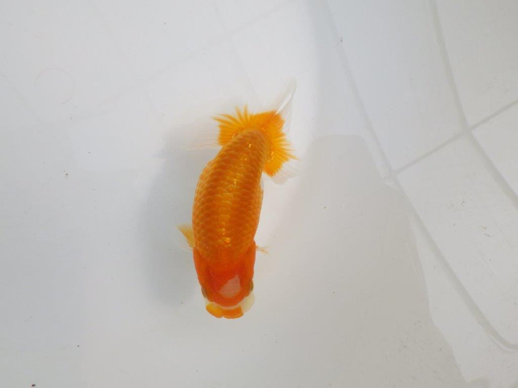 【逸品当歳らんちゅう】飼い込みお勧めらんちゅう　約12,5ｃｍ前後