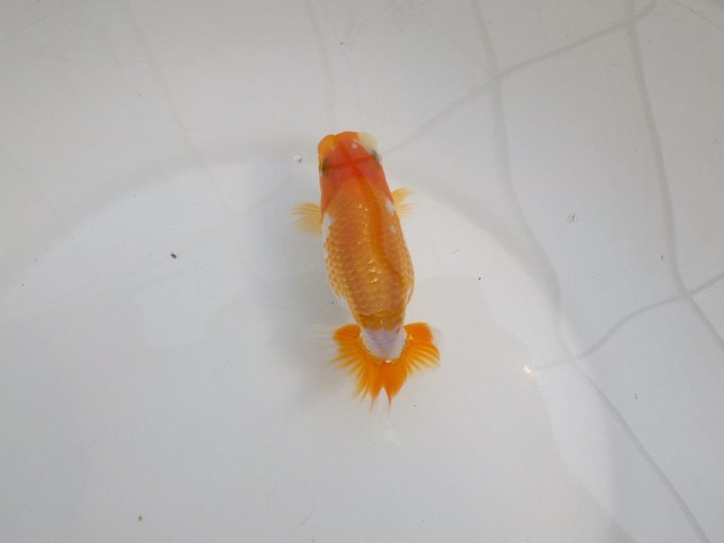 【逸品当歳らんちゅう】成長次第で楽しめるらんちゅう　約12,5ｃｍ前後　メス？