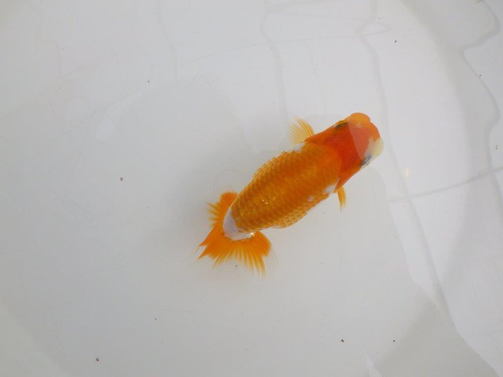 【逸品当歳らんちゅう】成長次第で楽しめるらんちゅう　約12,5ｃｍ前後　メス？