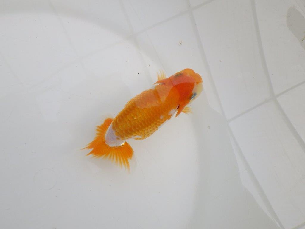 【逸品当歳らんちゅう】成長次第で楽しめるらんちゅう　約12,5ｃｍ前後　メス？