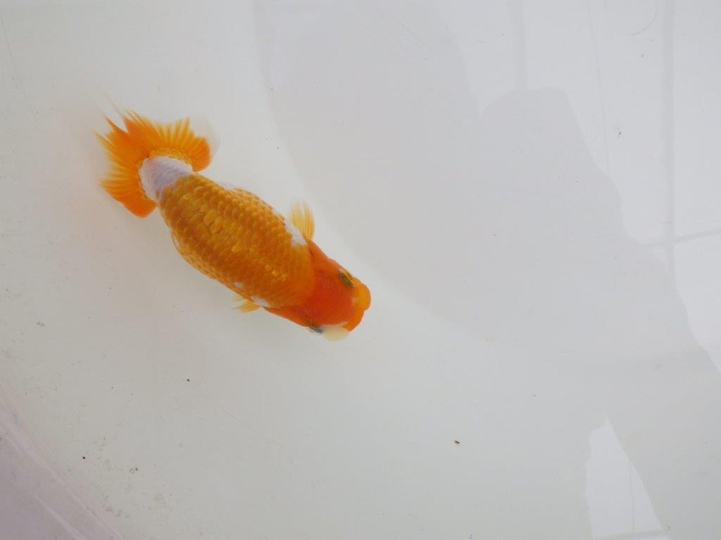 【逸品当歳らんちゅう】成長次第で楽しめるらんちゅう　約12,5ｃｍ前後　メス？
