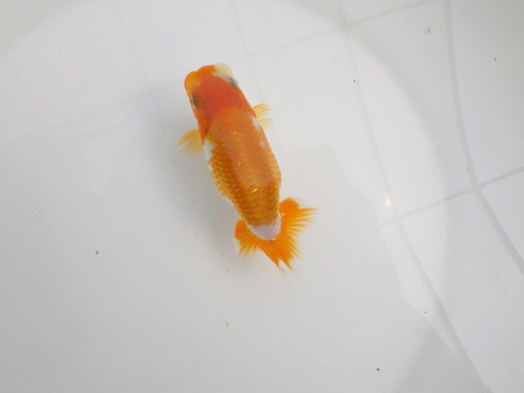 【逸品当歳らんちゅう】成長次第で楽しめるらんちゅう　約12,5ｃｍ前後　メス？