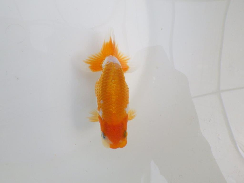 【逸品当歳らんちゅう】成長次第で楽しめるらんちゅう　約12,5ｃｍ前後　メス？の上身