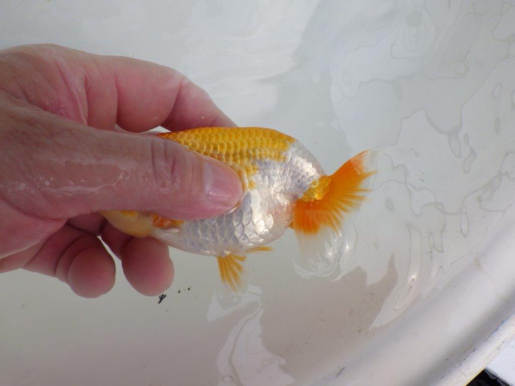 【逸品当歳らんちゅう】成長次第で楽しめるらんちゅう　約12,5ｃｍ前後　メス？