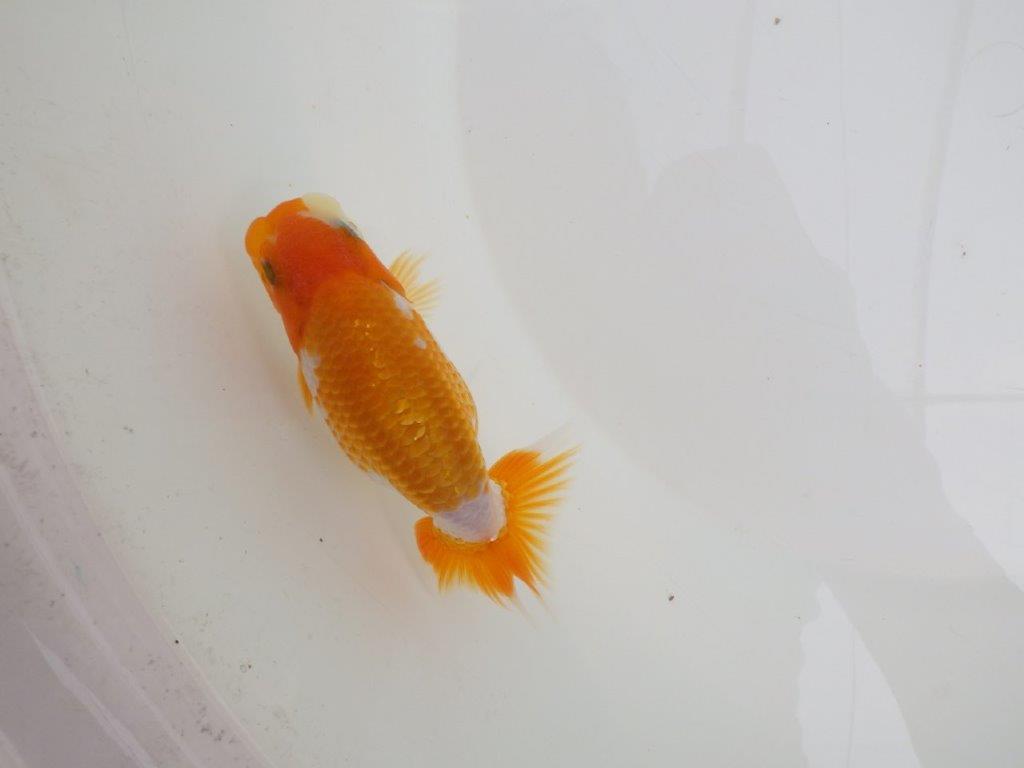 【逸品当歳らんちゅう】成長次第で楽しめるらんちゅう　約12,5ｃｍ前後　メス？