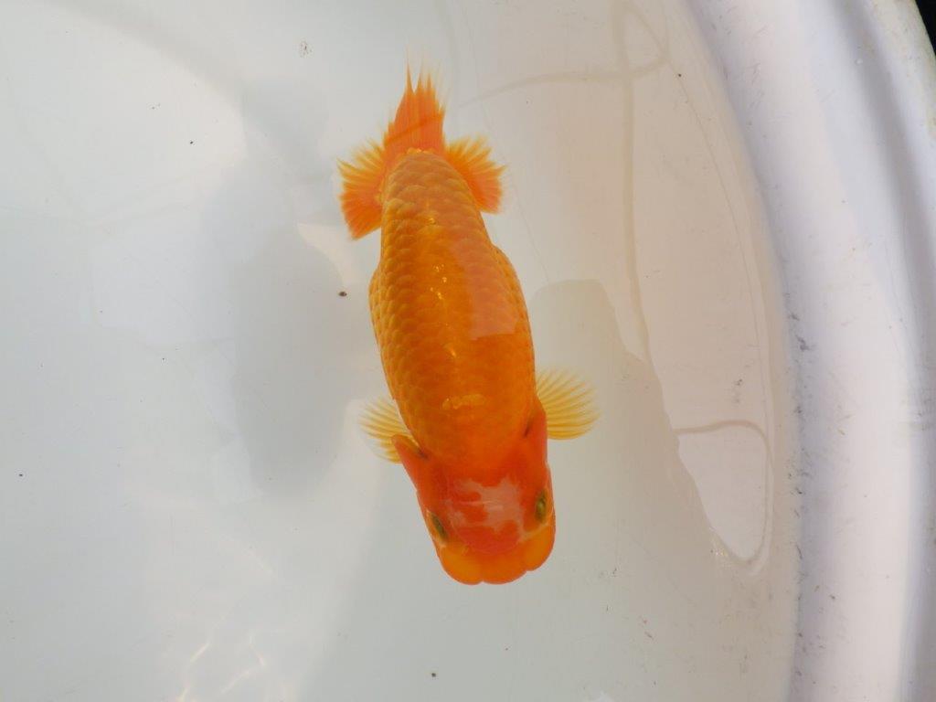 【逸品当歳らんちゅう】目指せ品評会！上質らんちゅう　約14,5ｃｍ前後の上身