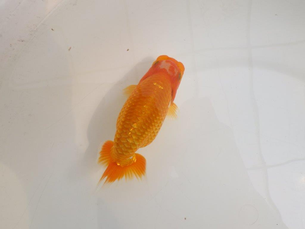 【逸品当歳らんちゅう】目指せ品評会！上質らんちゅう　約14,5ｃｍ前後