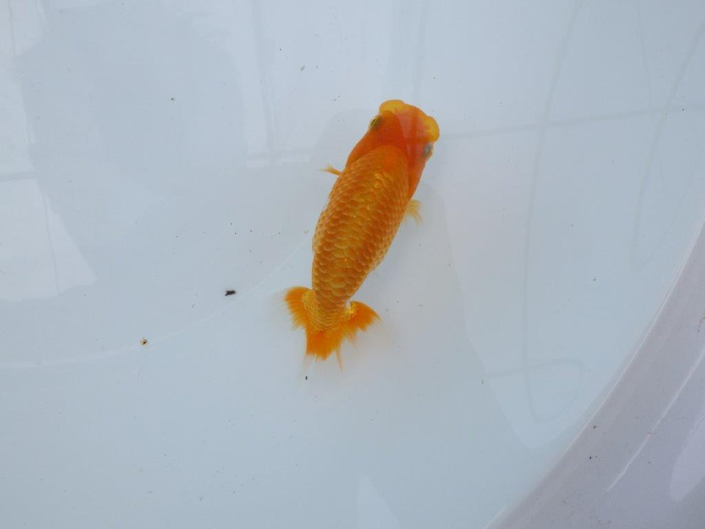 【逸品当歳らんちゅう】水槽・横見が映えるらんちゅう　約12ｃｍ前後　メス？