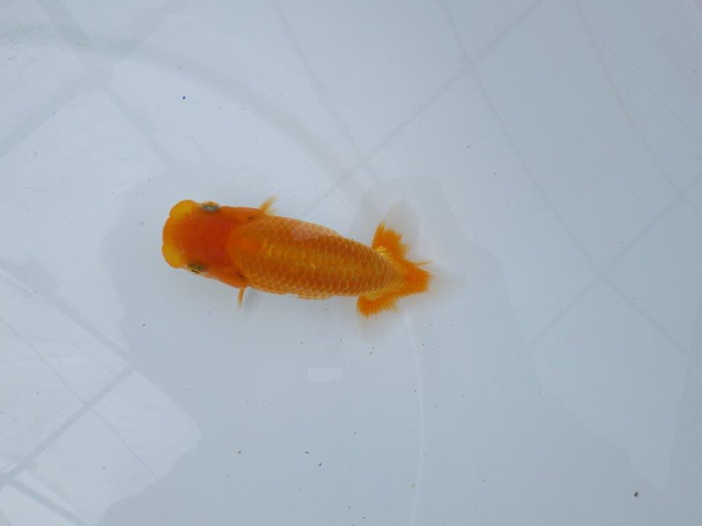 【逸品当歳らんちゅう】水槽・横見が映えるらんちゅう　約12ｃｍ前後　メス？