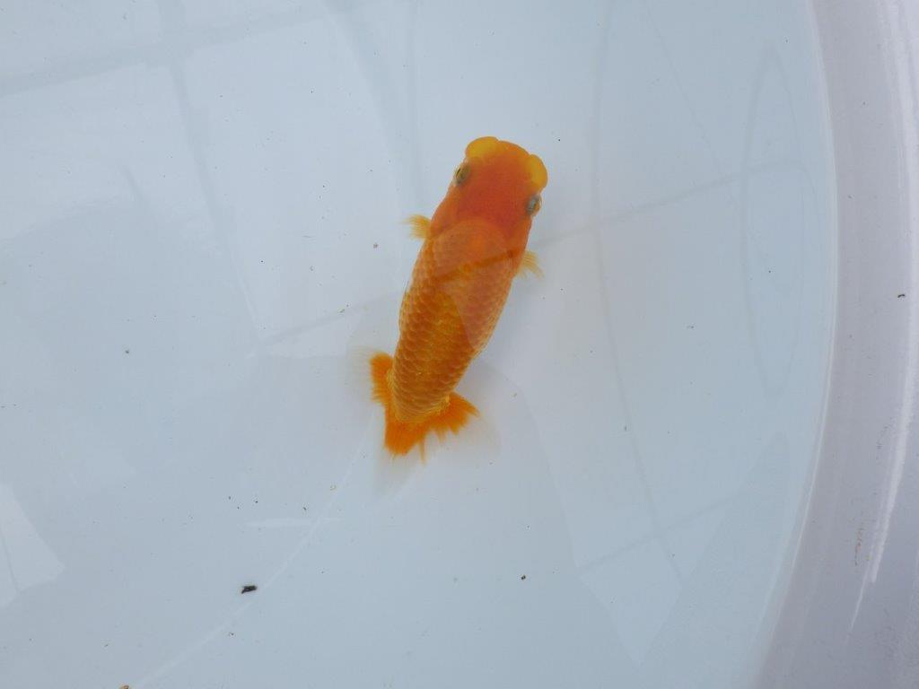 【逸品当歳らんちゅう】水槽・横見が映えるらんちゅう　約12ｃｍ前後　メス？