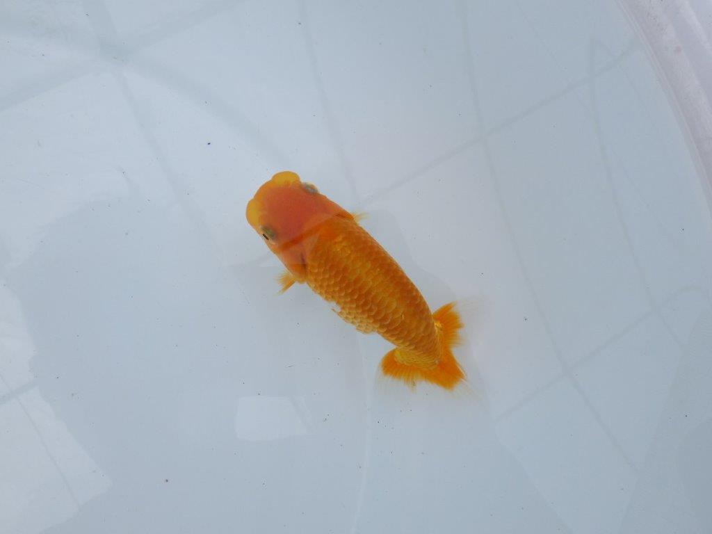 【逸品当歳らんちゅう】水槽・横見が映えるらんちゅう　約12ｃｍ前後　メス？