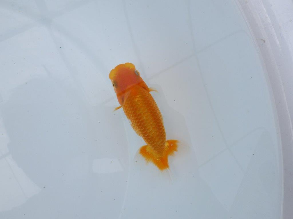 【逸品当歳らんちゅう】水槽・横見が映えるらんちゅう　約12ｃｍ前後　メス？の上身