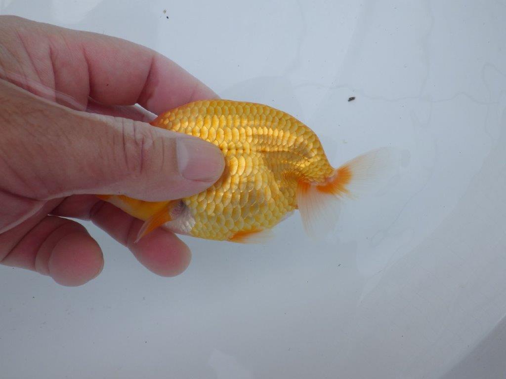 【逸品当歳らんちゅう】幅があり種にもお勧めらんちゅう　約12ｃｍ前後　メス？