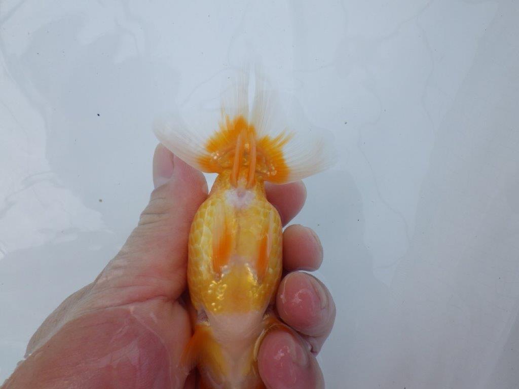 【逸品当歳らんちゅう】幅があり種にもお勧めらんちゅう　約12ｃｍ前後　メス？